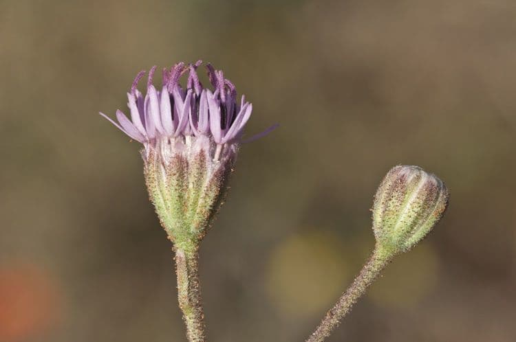 Palafoxia rosata 2