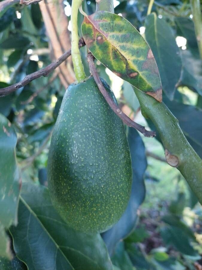Avocado