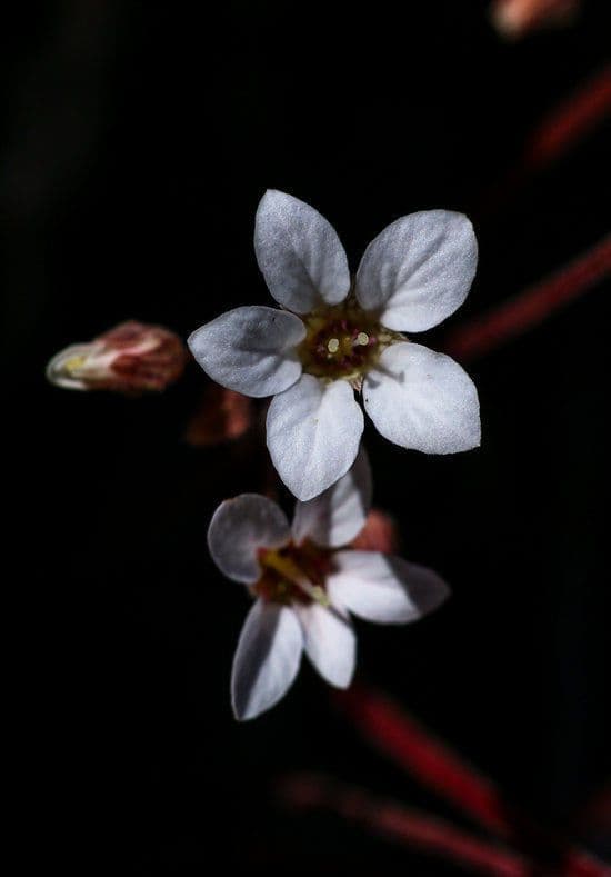 Jepsonia 5