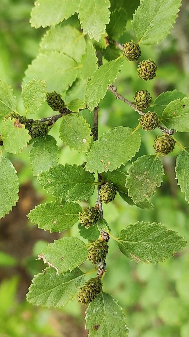 Betula humilis 14