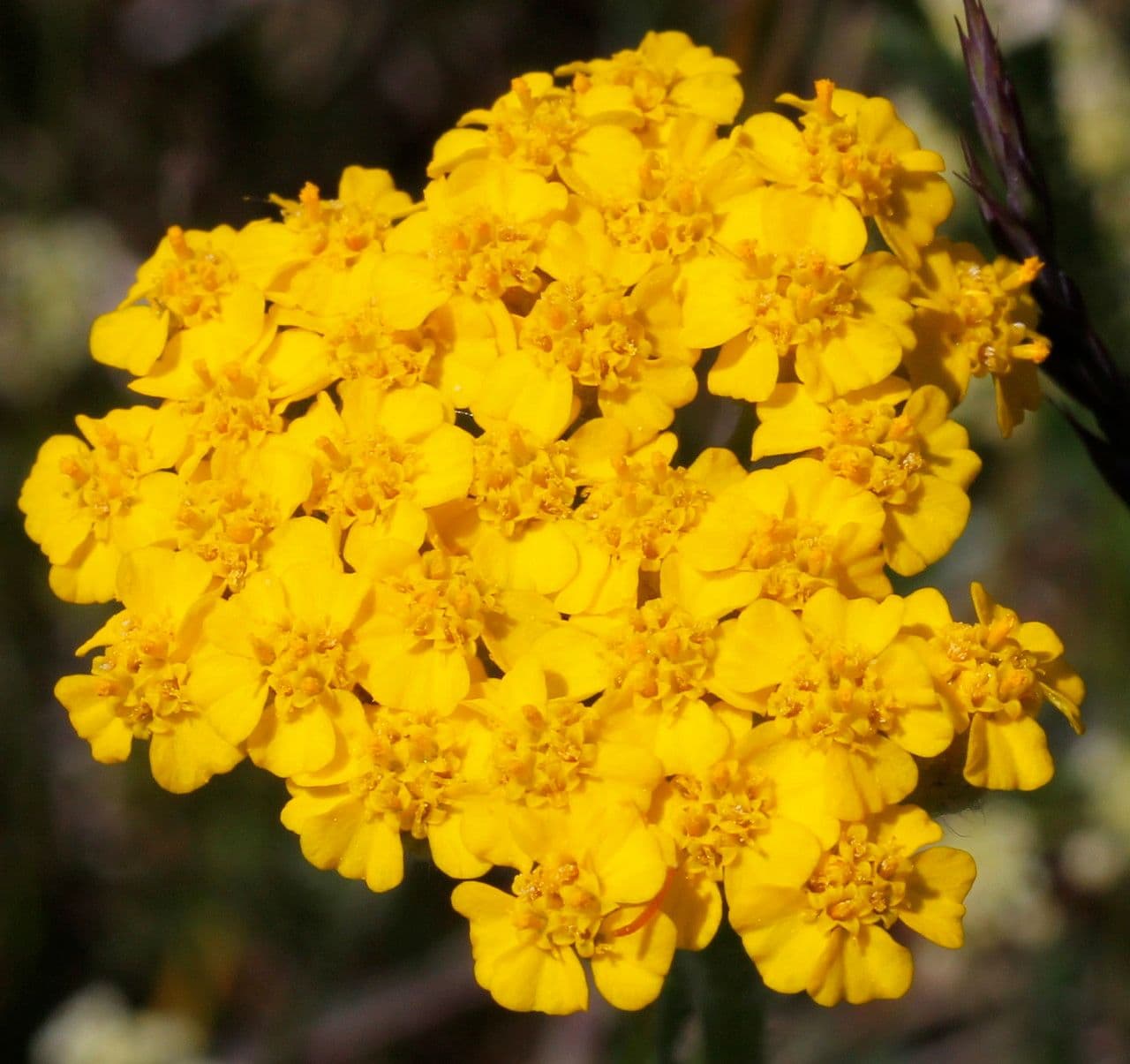 Achillea tomentosa 2