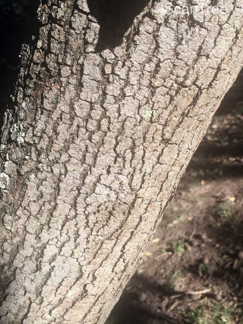 Annona senegalensis 21