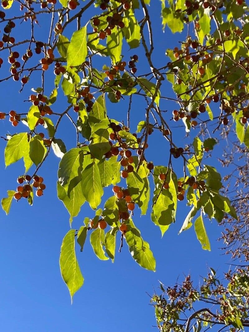 Diospyros 29