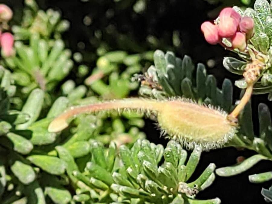 Grevillea lanosa
