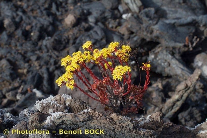 Sempervivum spatulé 6