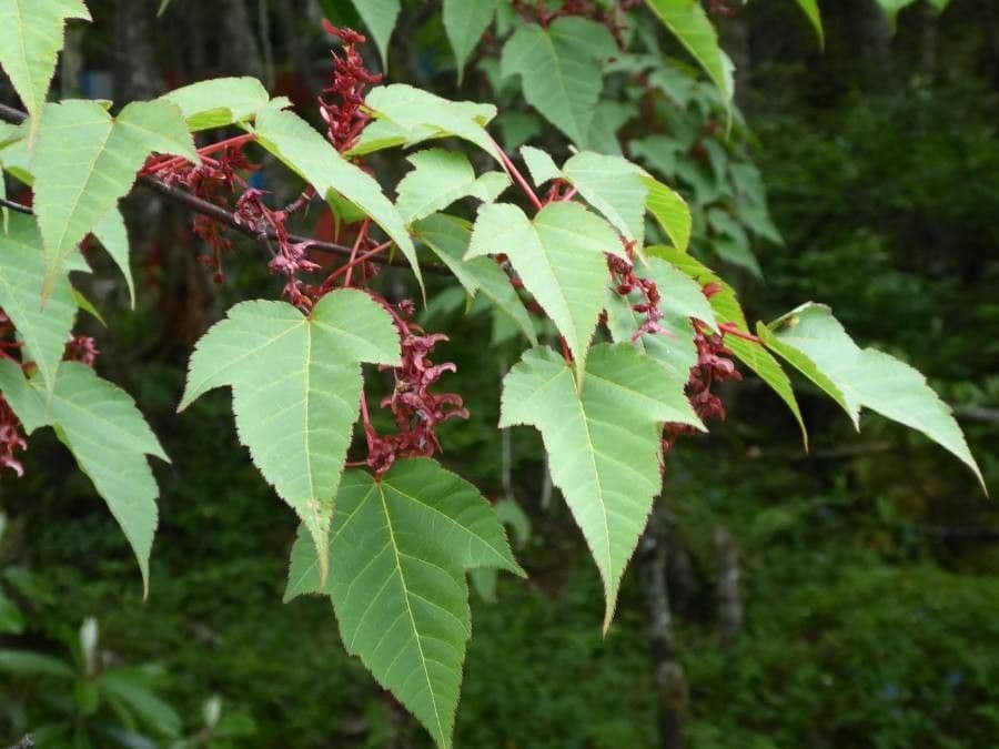 Maple 6