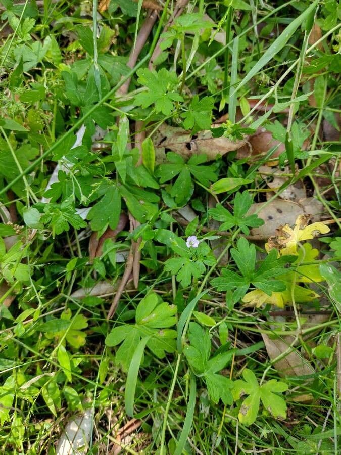 Géranium de Homean 9