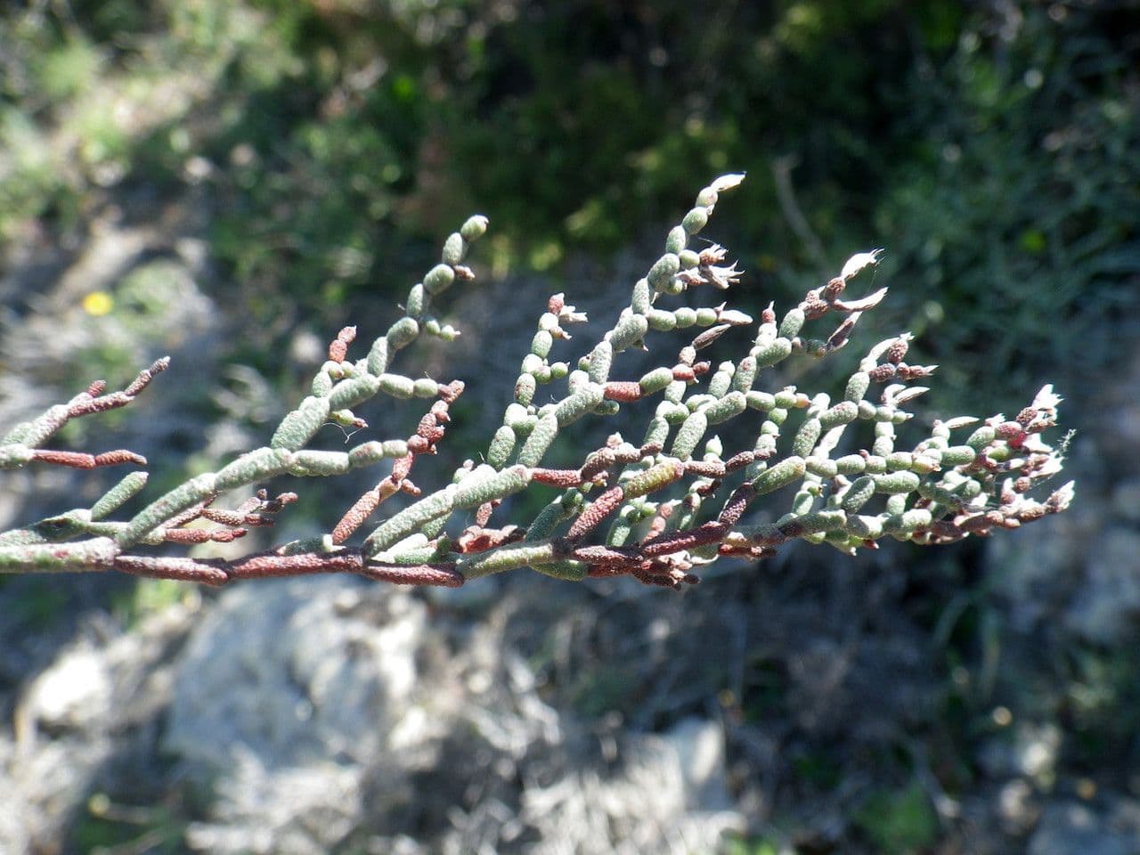 Limonio contorto 7