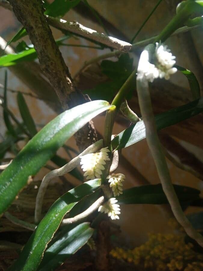 Orchidea 2