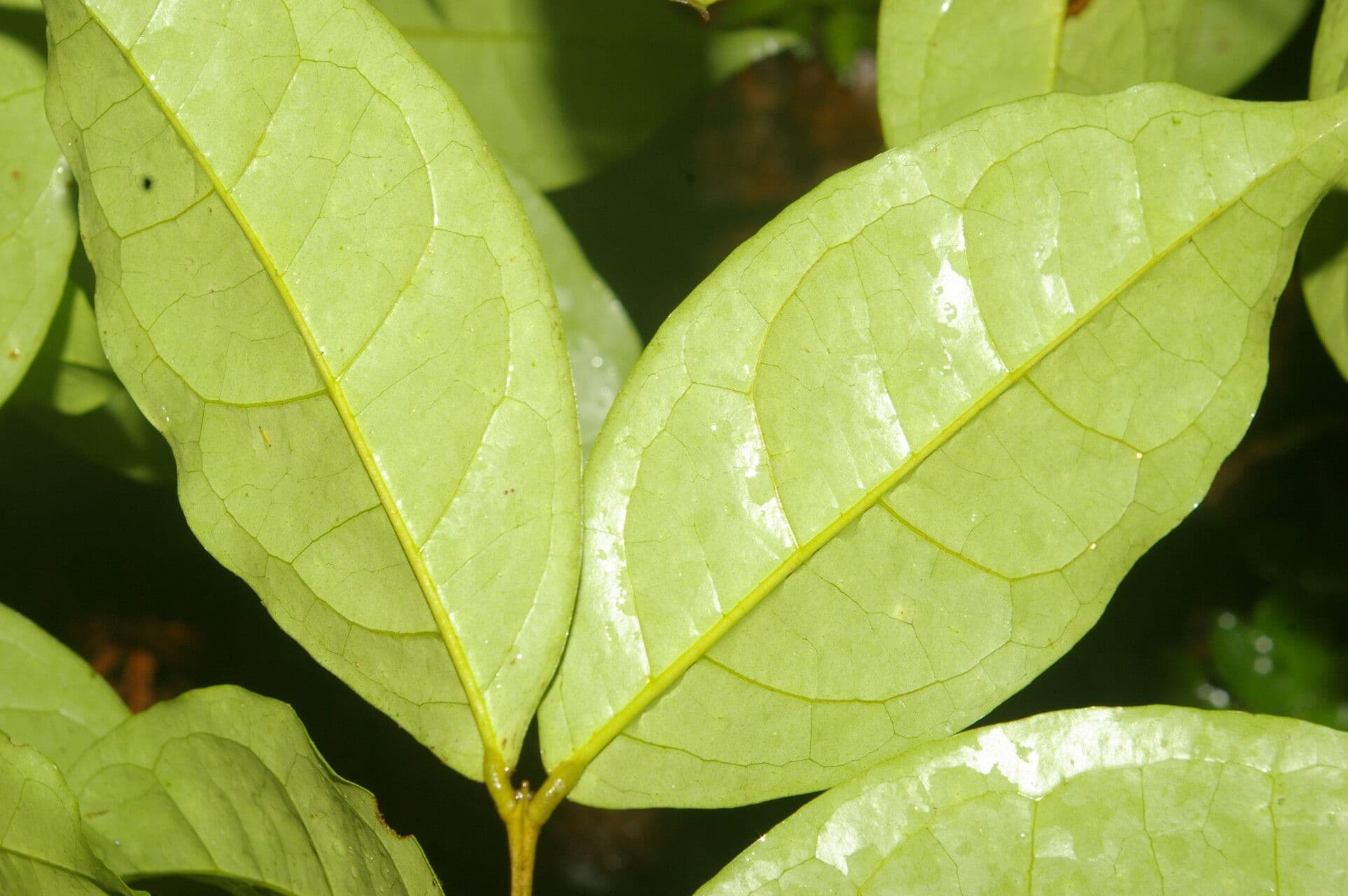 Eugenia 10