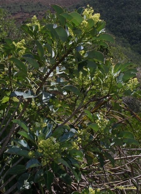 Polyscias 6
