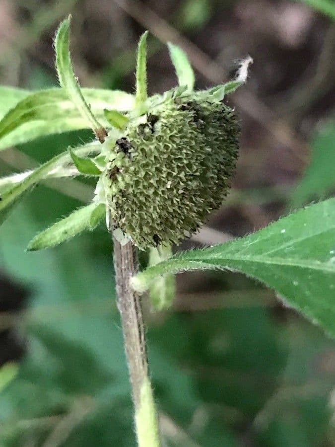 Carpesium cernuum