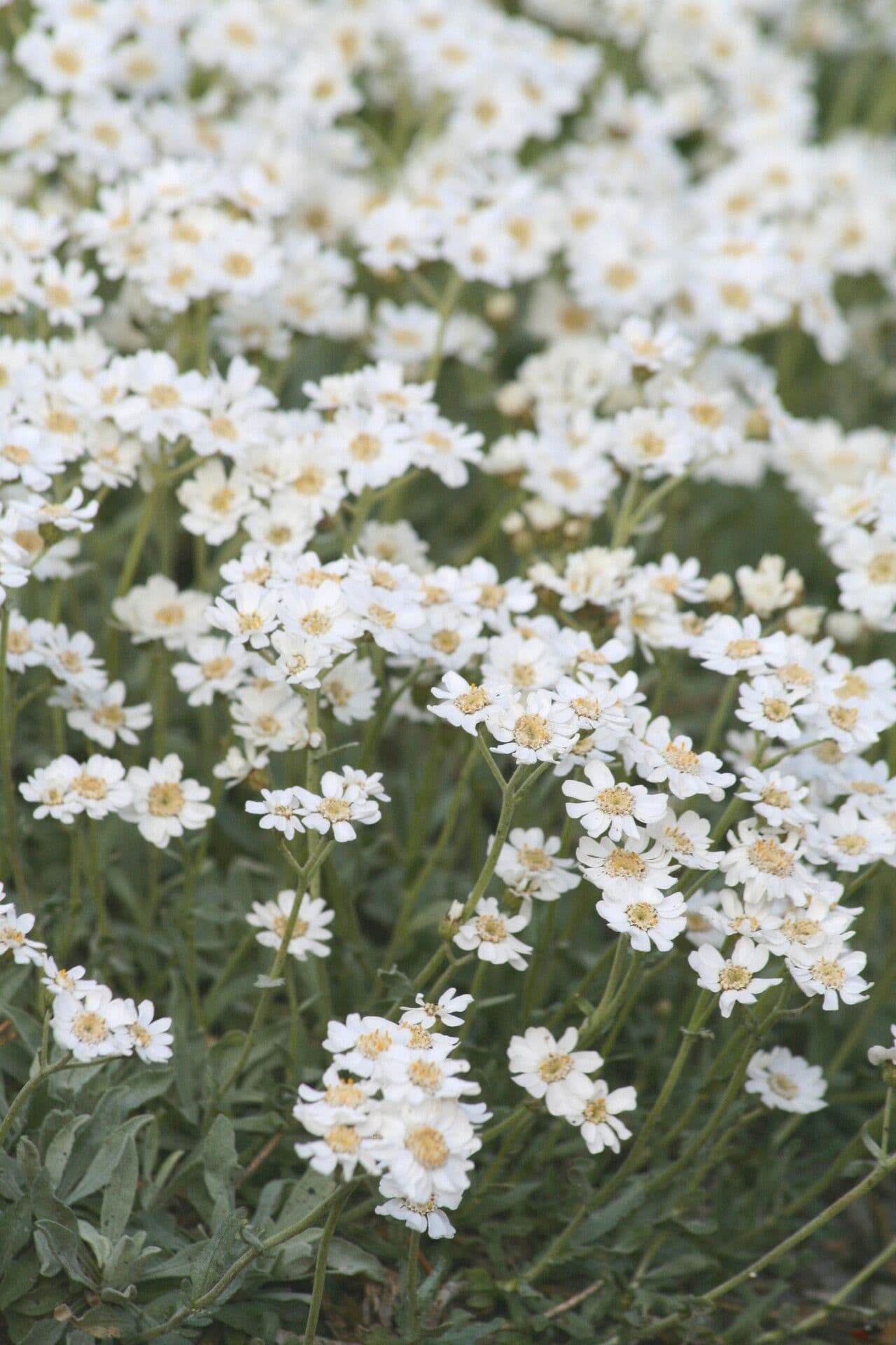Achillea