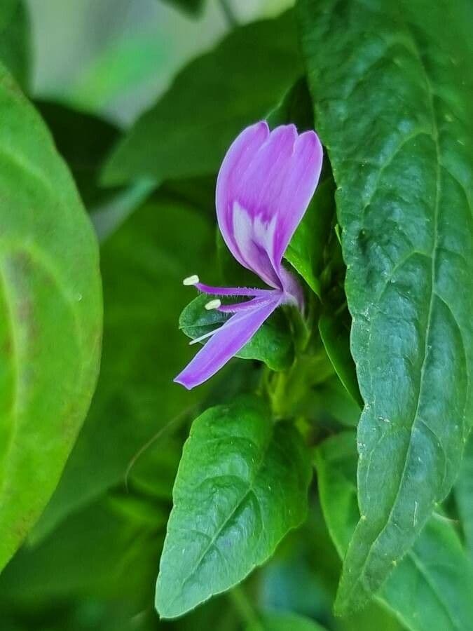 Ala piegata ramificata 5