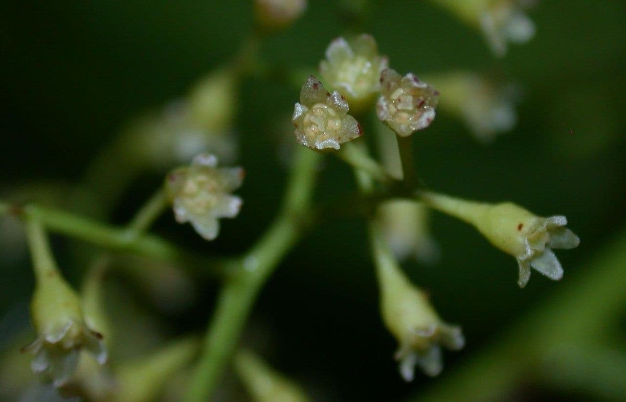 Ocotea cernua 8