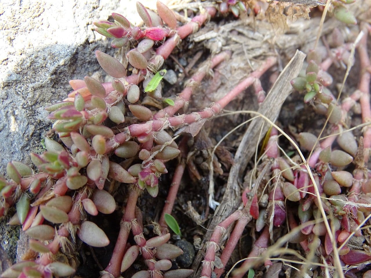 Portulaca 13