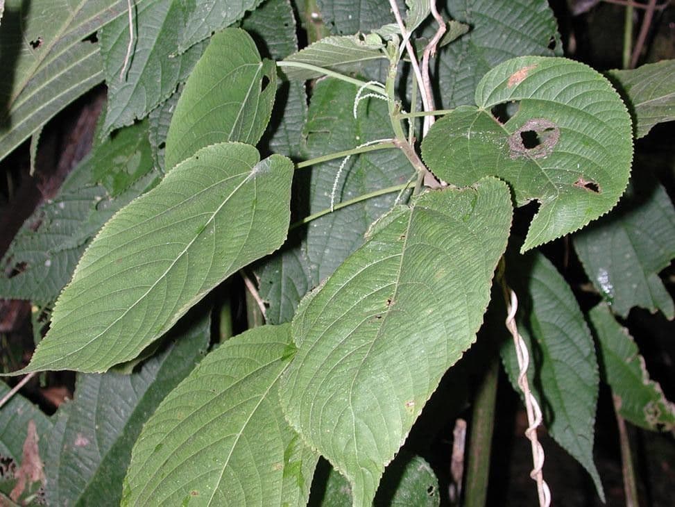 Acalypha villosa 5