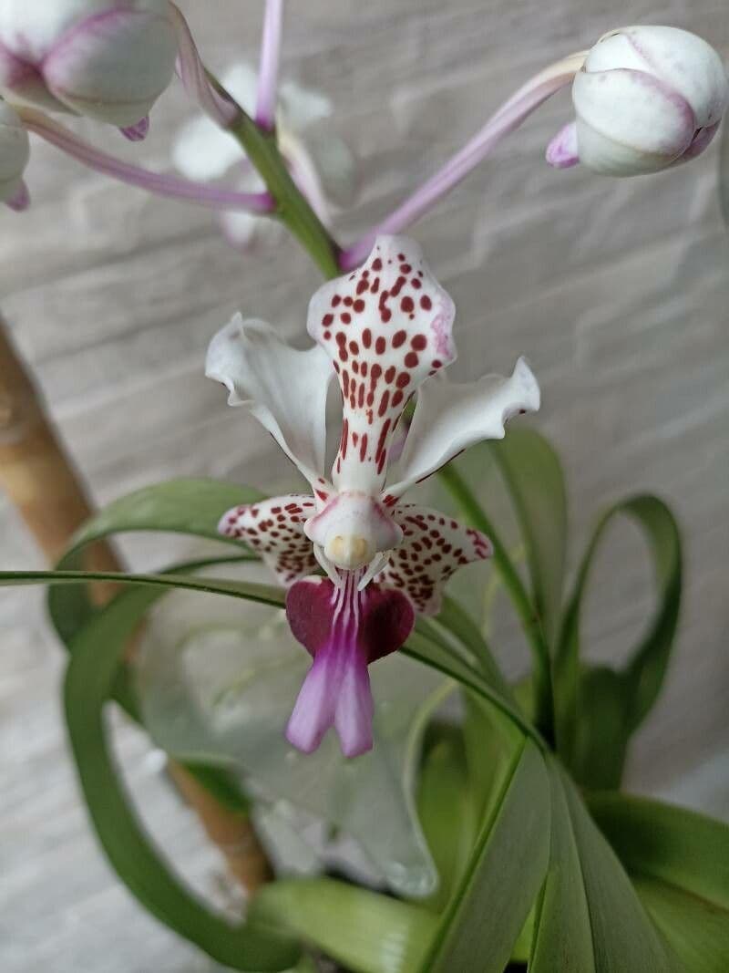 Orchidea 4