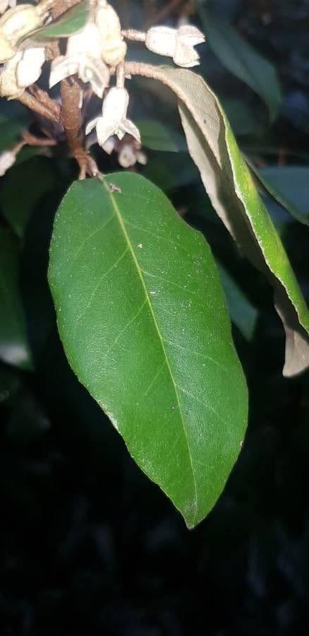 Elaeagnus 19