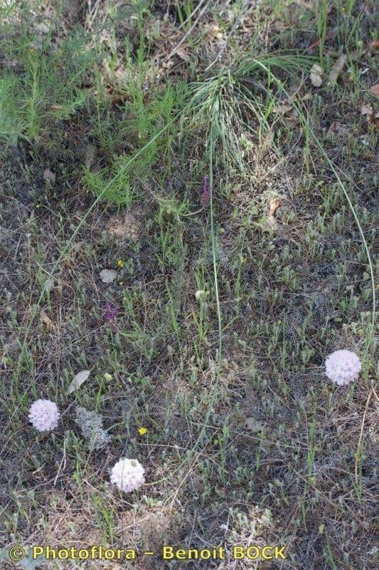 Armeria 11