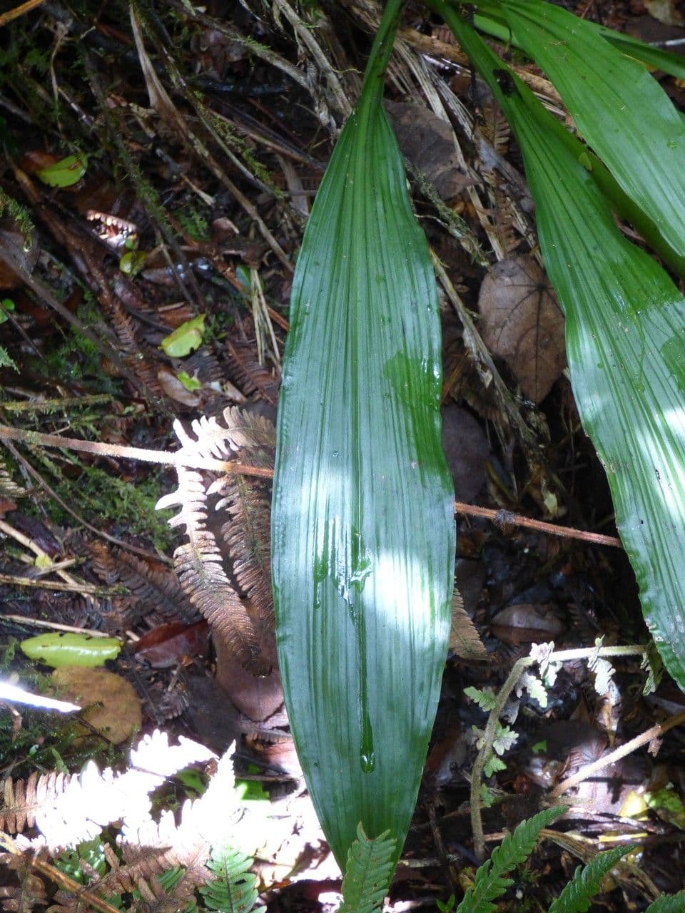 Calanthe silvatica 20