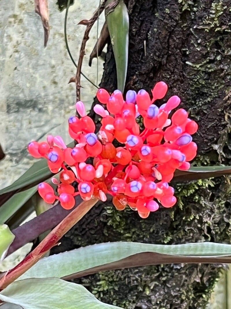 Aechmea