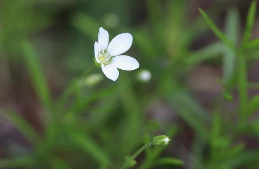 Moehringia
