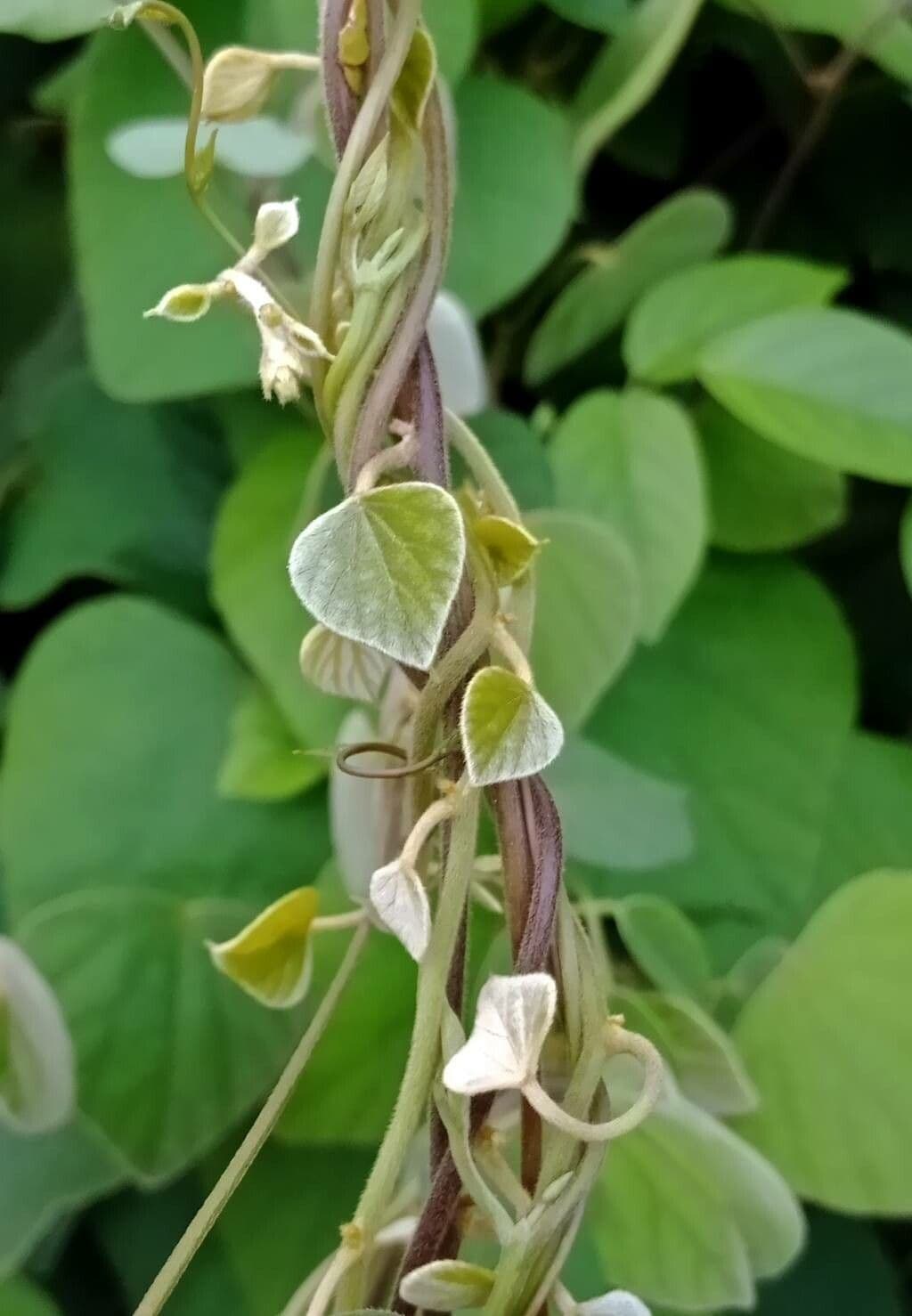 Cissampelos pareira 18