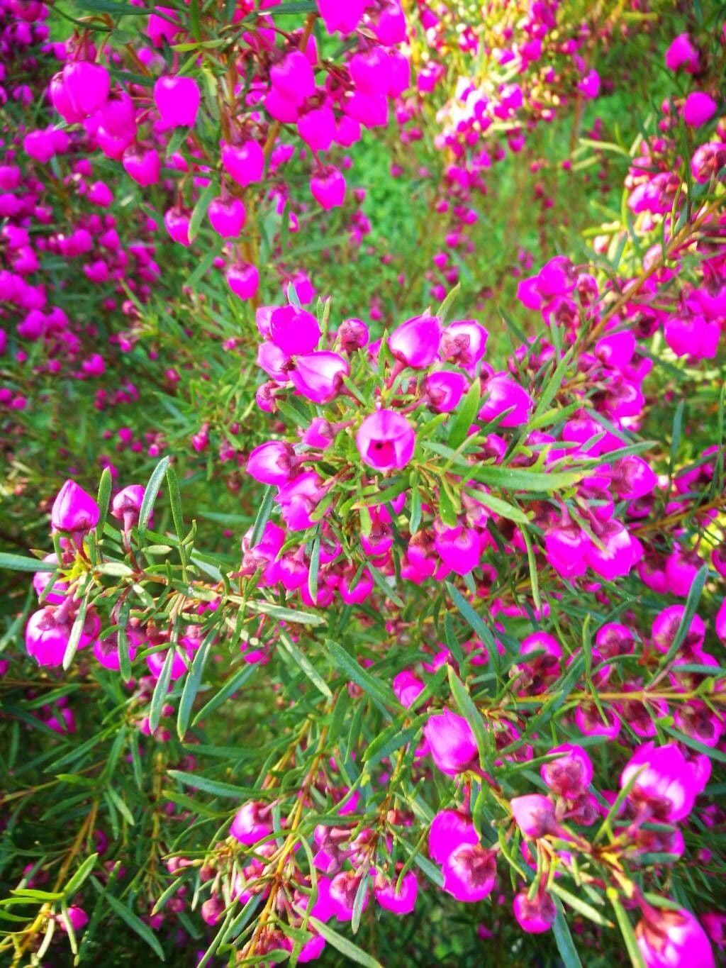 Boronia