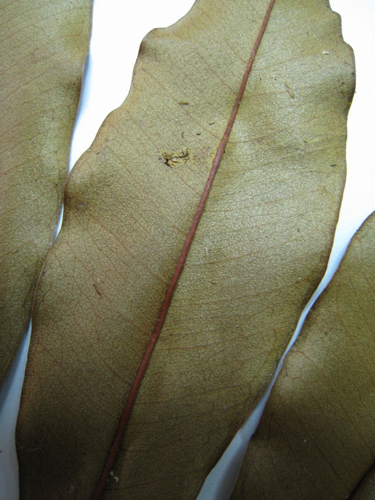 Manilkara 2