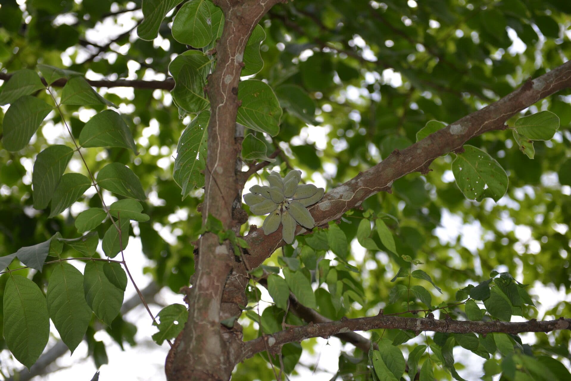 Sapranthus 8