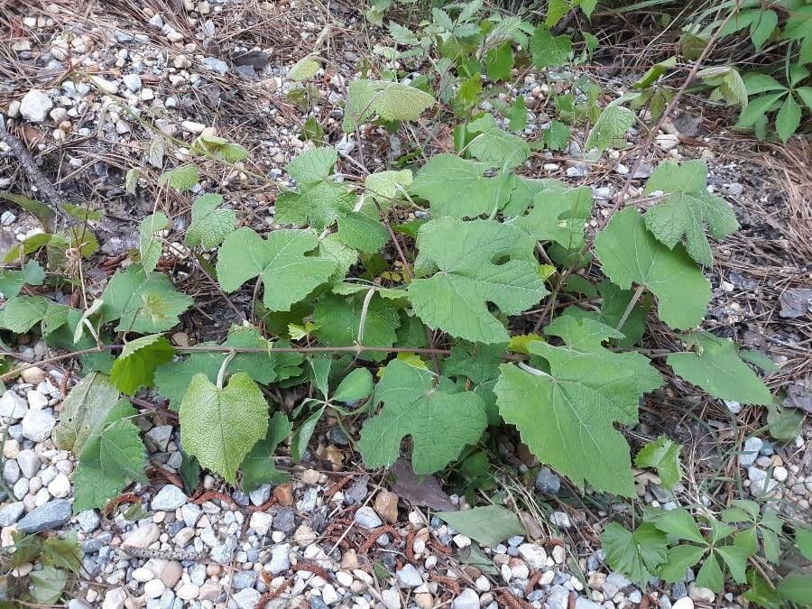 Vitis aestivalis 15
