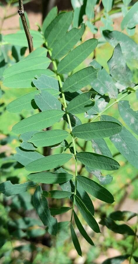 Sesbania virgata 6
