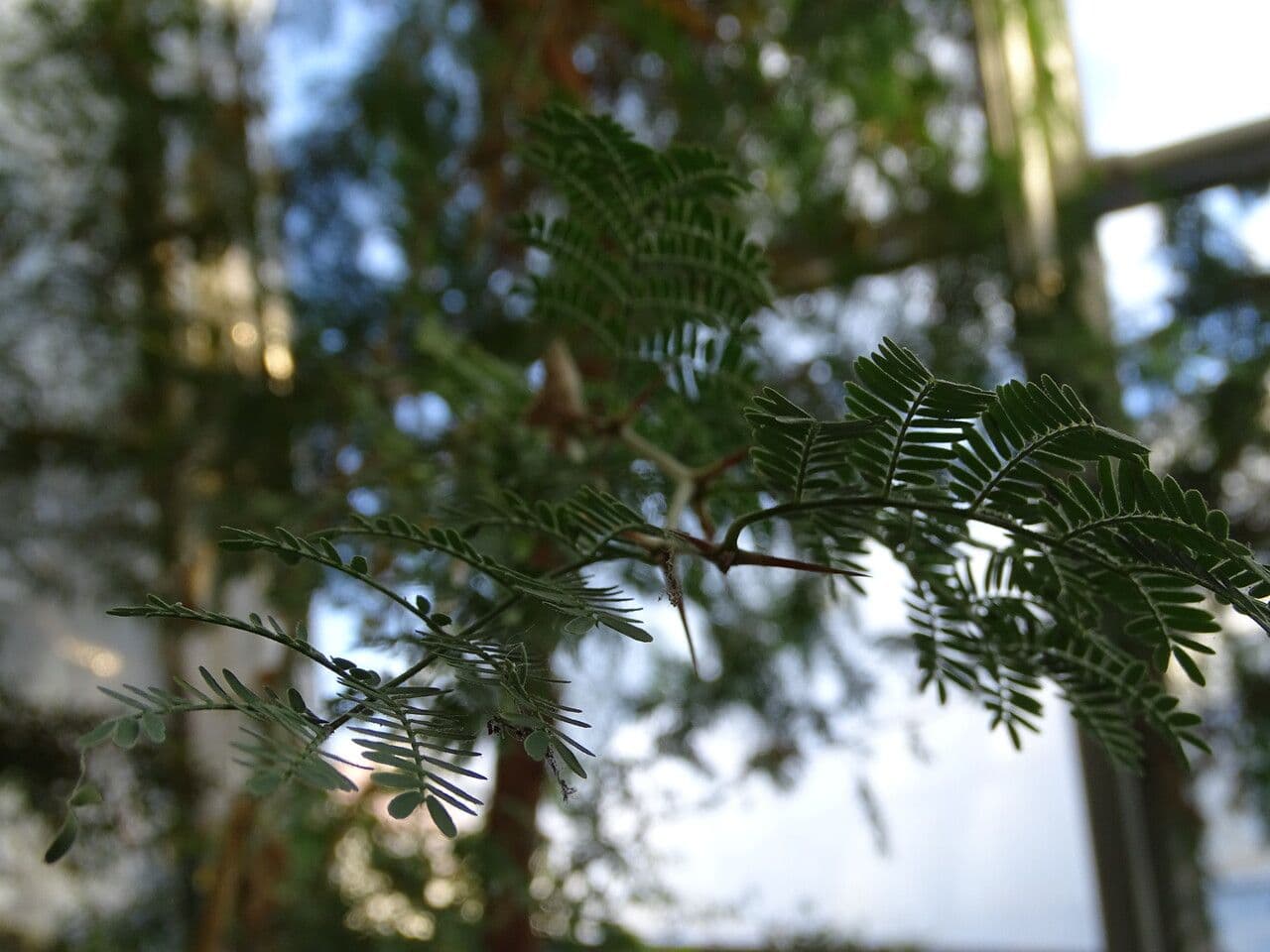 Acacia albida 9