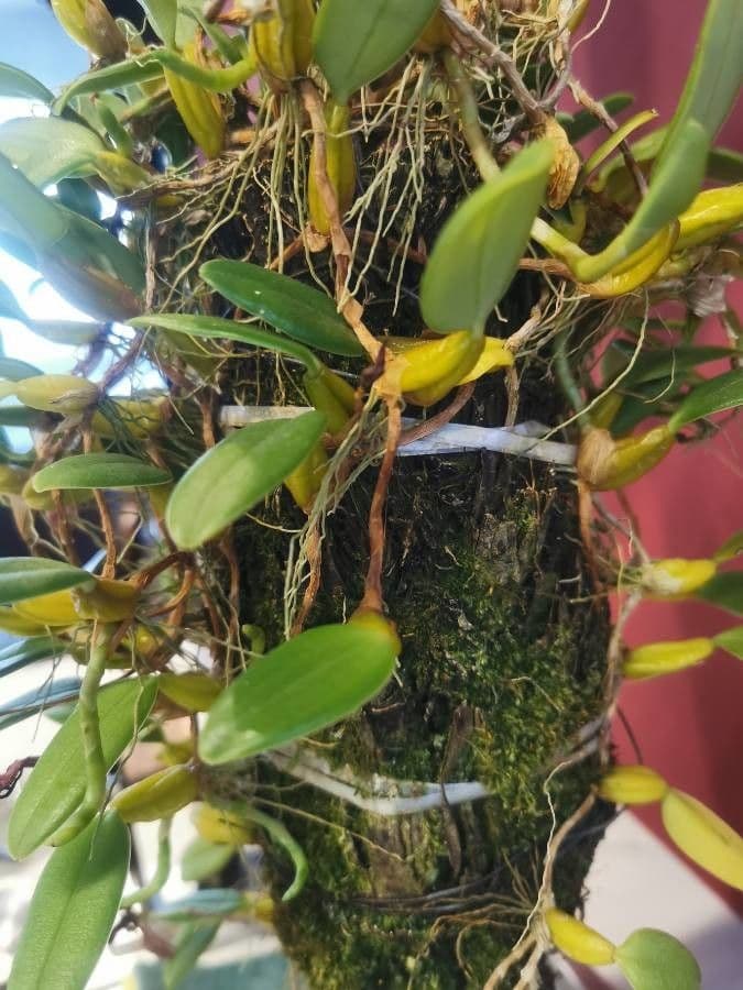 Bulbophyllum 12