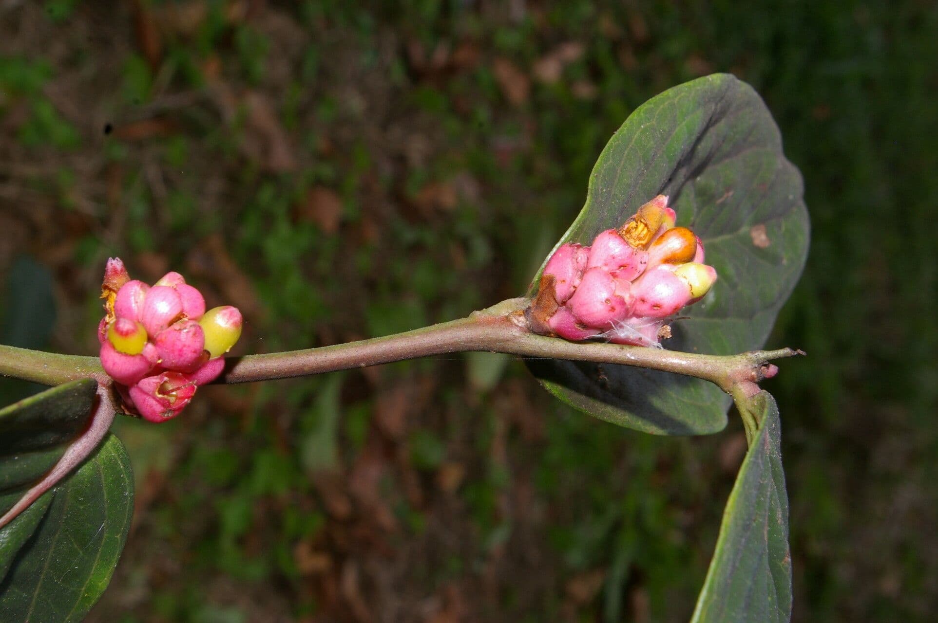 Cavendishia ascellare 2