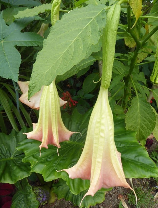 Datura 8