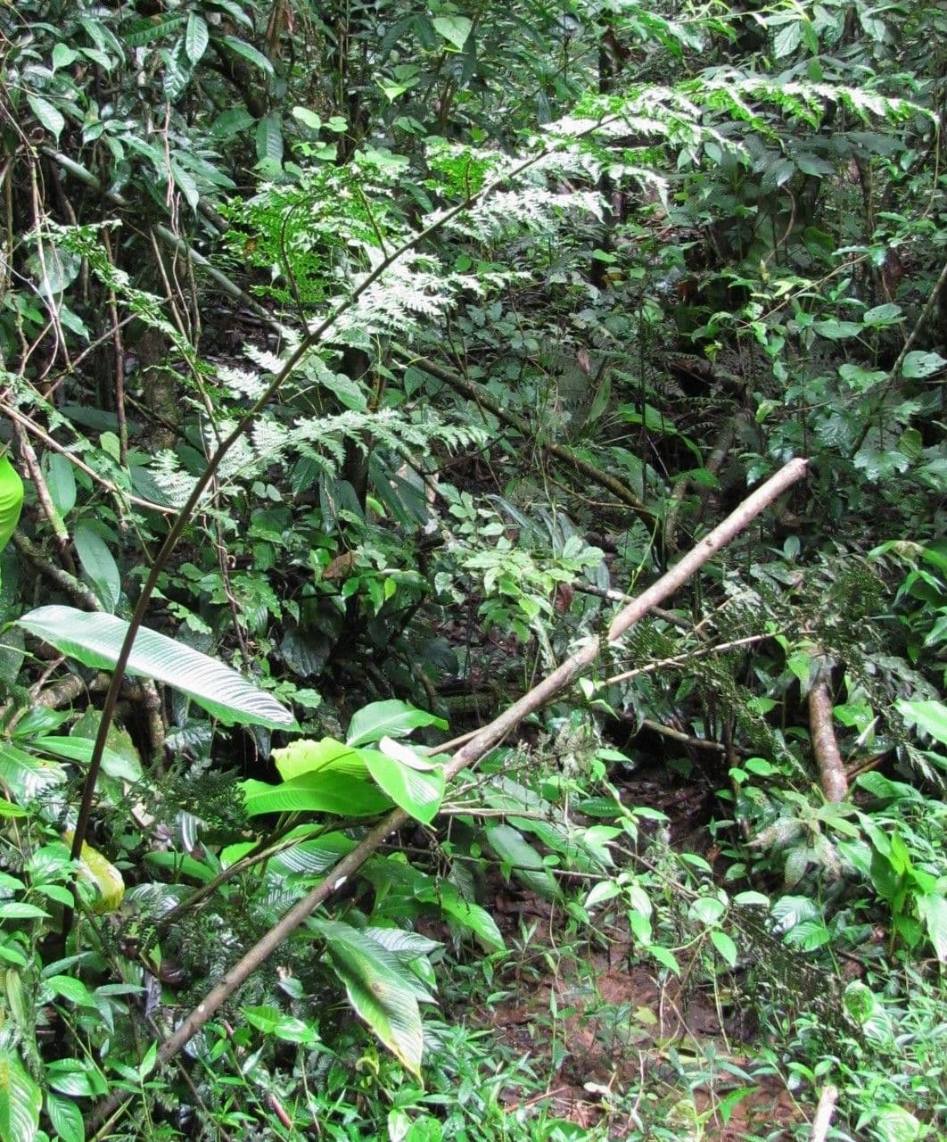 Megalastrum