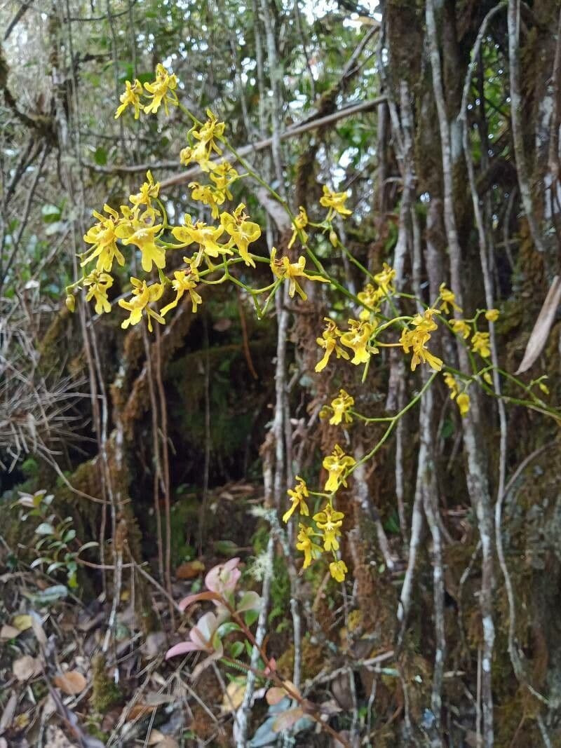Oncidium ptasiodziobe 2