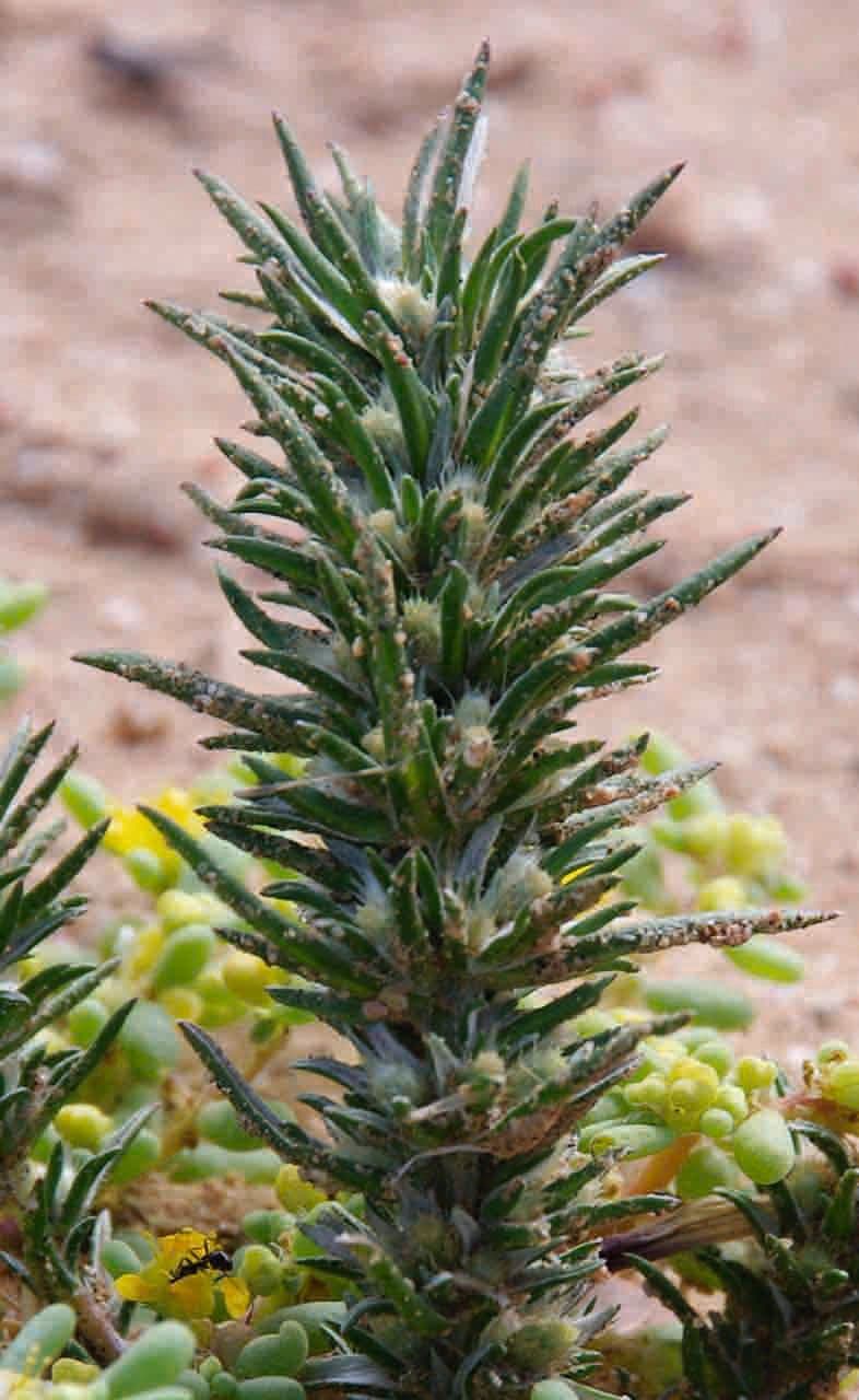 Ifloga spicata