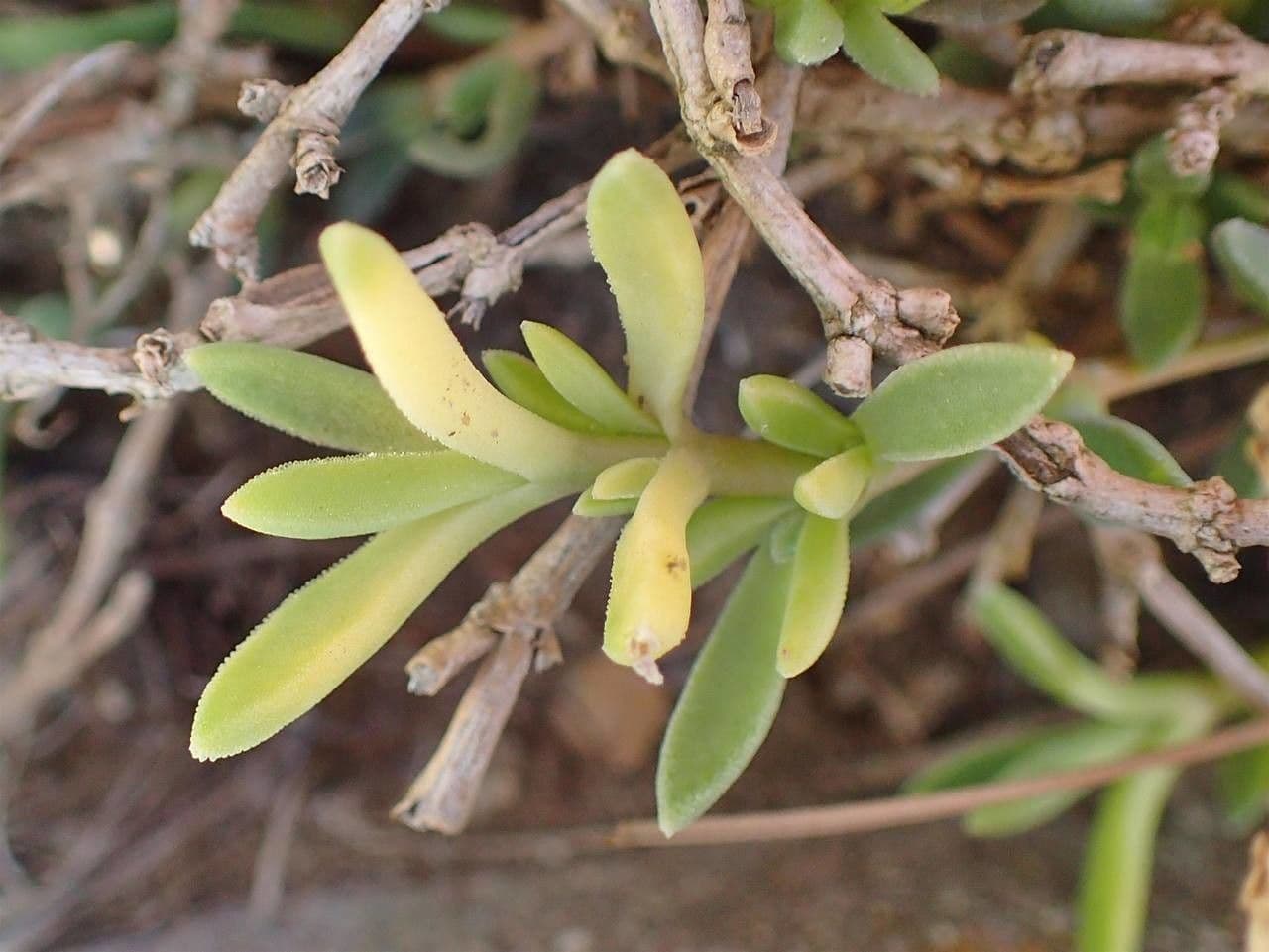 Pianta di ghiaccio 12