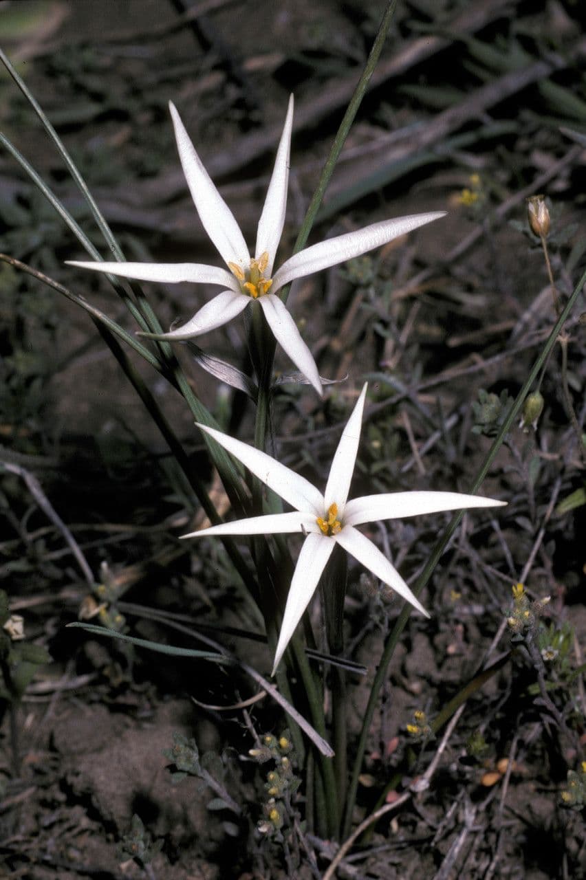 Tristagma 3