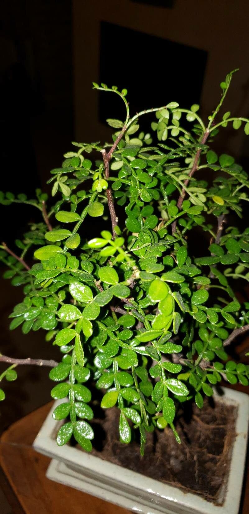 Zanthoxylum fagara 14