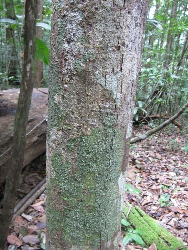 Protium sagotianum 8