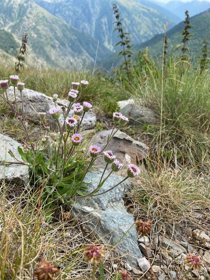 Erigeron alpino 11