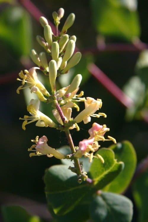 Caprifoglio 4