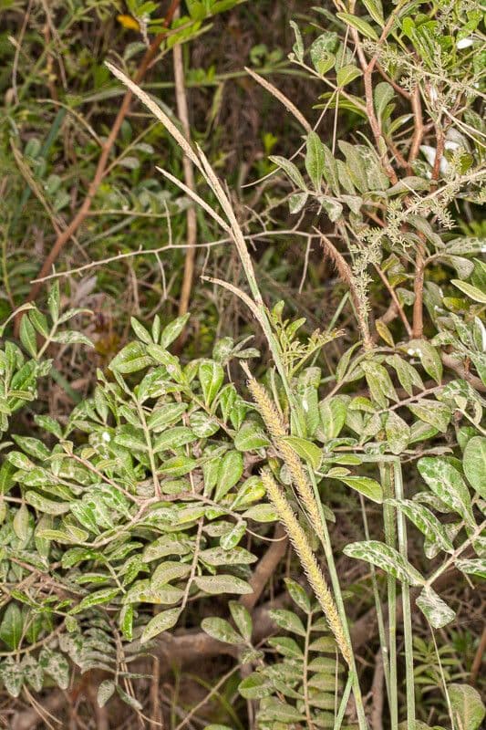 Carex hispida 6
