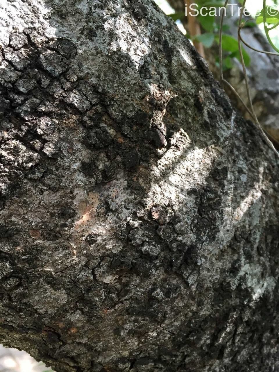 Ozoroa 14