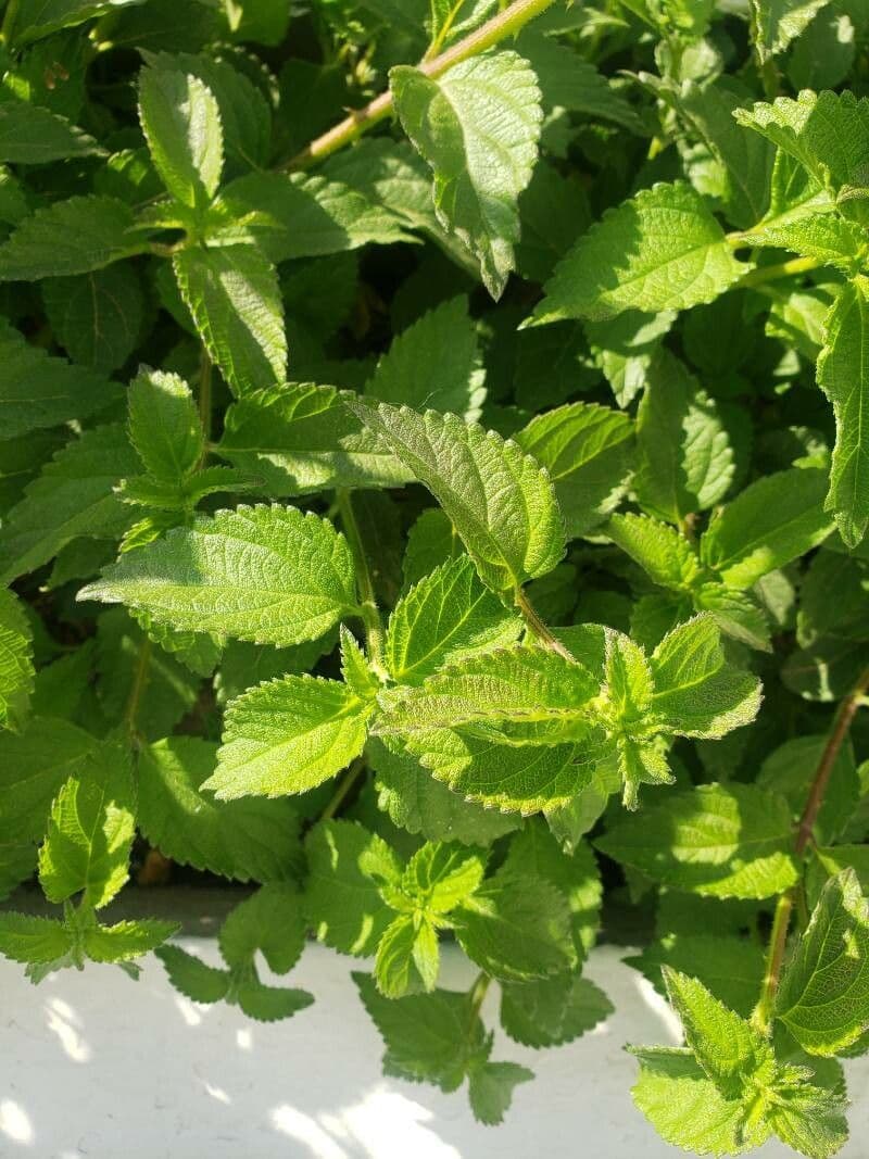 Lantana 20