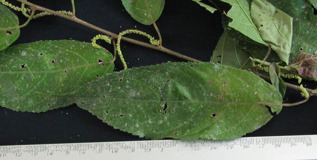 Acalypha diversifolia 6